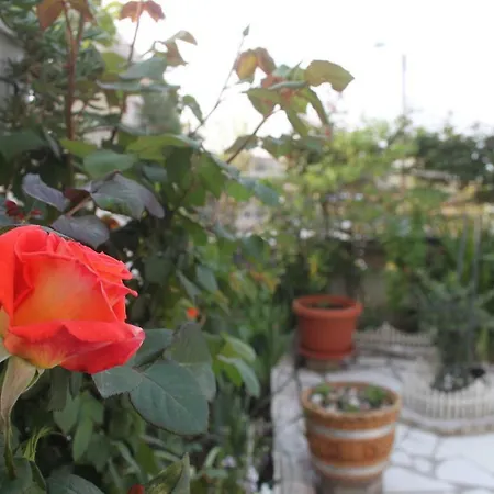 Sunny Garden *